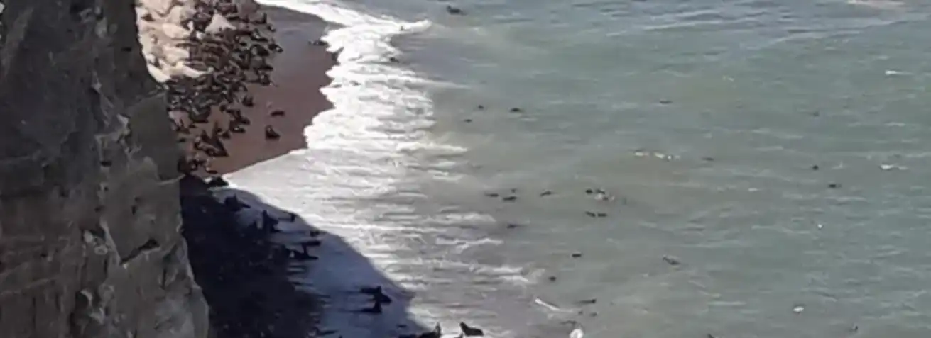 Prohíben la pesca de tiburones en Punta Bermeja, pero autorizan un estudio científico para su conservación
