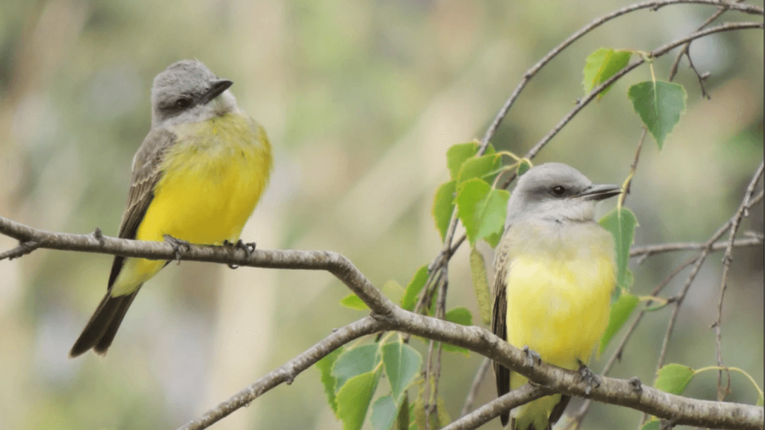 La conservación de la biodiversidad en Río Negro se ha convertido en una de las prioridades estratégicas más importantes La conservación de la biodiversidad en Río Negro se ha convertido en una de las prioridades estratégicas más importantes