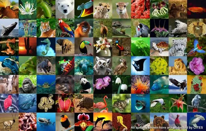 Neuquén incorpora el Día Mundial de la Diversidad Biológica a su calendario ambiental: el urgente llamado del 22 de mayo que interpela a toda la sociedad