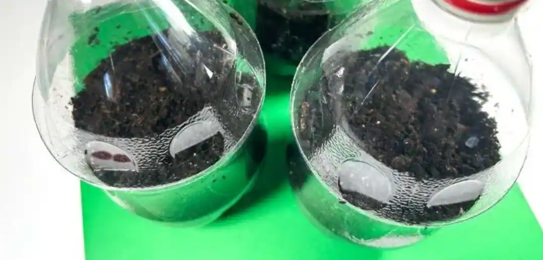 Cómo hacer mini invernaderos con envases plásticos del supermercado y germinar semillas en casa