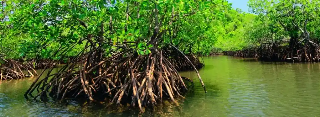 Manglares: la súper solución climática que podría salvar al planeta (y casi nadie está aprovechando)