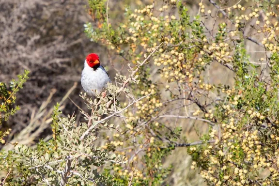El cielo también tiene identidad!”: aves, ciencia y cultura se unen en Neuquén en un proyecto que está sorprendiendo a todos