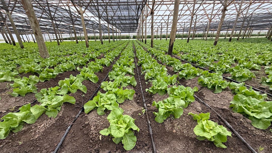 La red de invernaderos que reduce la huella de carbono, impulsa la producción local y transforma el desarrollo sustentable de toda la provincia de Río Negro