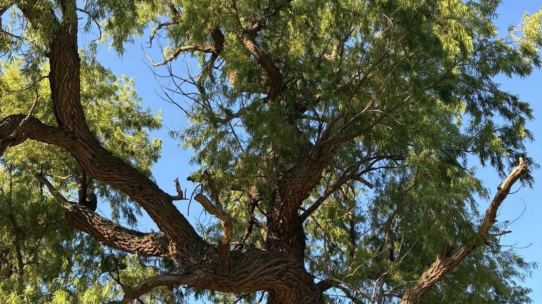 El árbol que resiste al tiempo: por qué el sauce criollo vuelve a ser protagonista en Río Negro y cuál es su verdadero valor para el ambiente