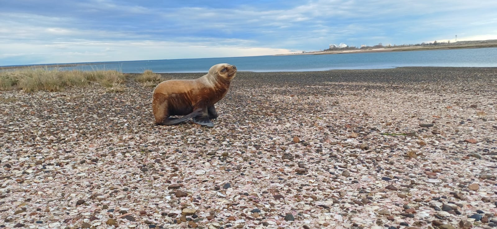 Operativo de Rescate y Liberación de un Lobo Marino en Las Grutas: Un Triunfo para la Conservación Marina en la Costa de Río Negro
