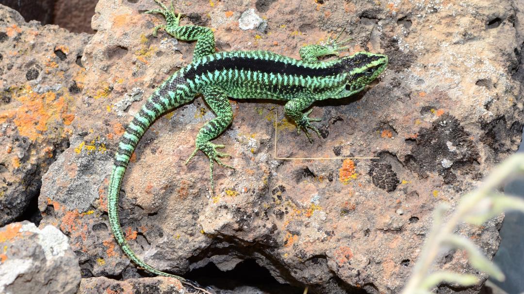 Río Negro en el centro de la escena científica: General Roca será epicentro del 26° Congreso Argentino de Herpetología para debatir sobre biodiversidad, energía y conservación