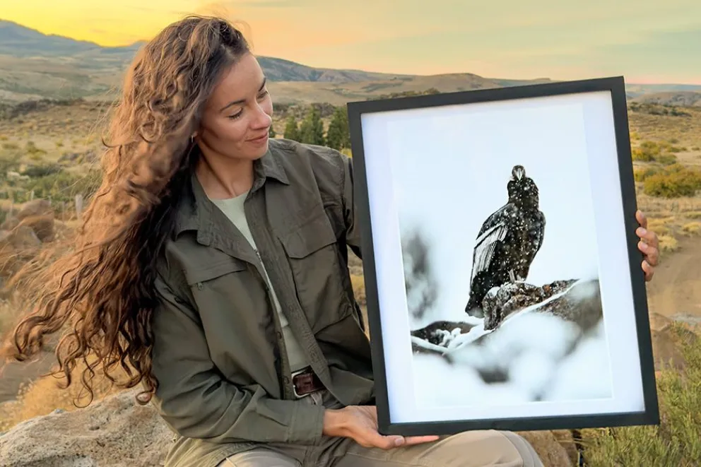 Alas de la Cordillera: La muestra fotográfica de Celeste Poggi que revela la intimidad y el majestuoso vuelo del cóndor andino en Aluminé