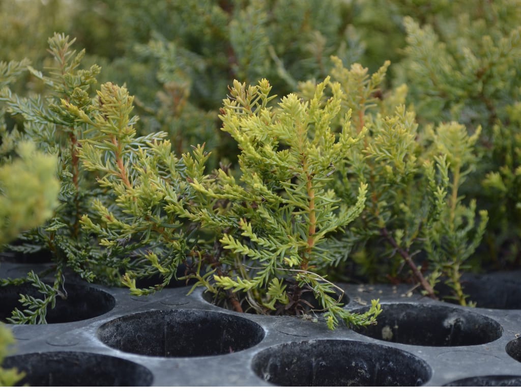 Chubut Lanza un Plan Histórico: Se Plantarán Más de 100 Mil Árboles Nativos para Recuperar Áreas Afectadas por Incendios Forestales