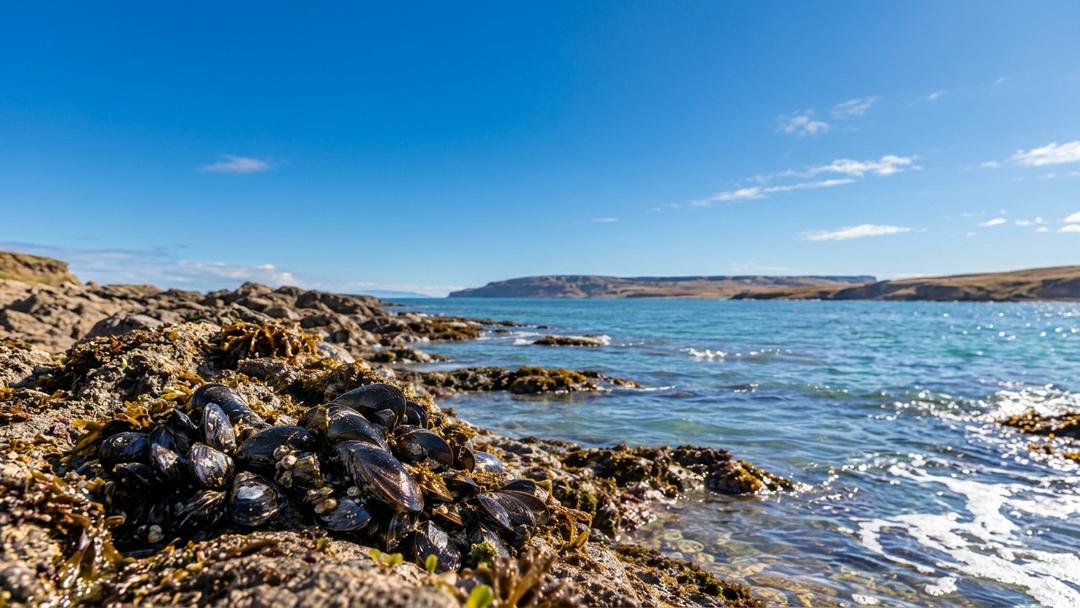Alerta sanitaria en la costa rionegrina: Provincia dispuso una veda preventiva para la extracción de moluscos en Pozo Salado