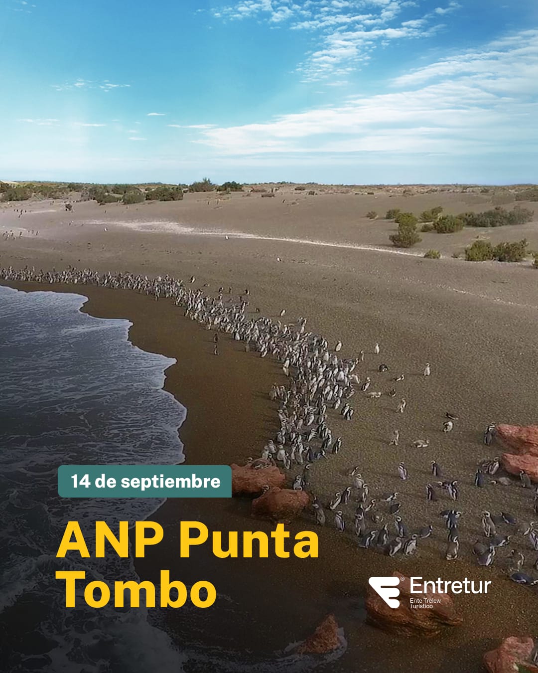 Temporada de pingüinos de Magallanes en Chubut: El maravilloso espectáculo natural que atrae al turismo mundial a la Patagonia