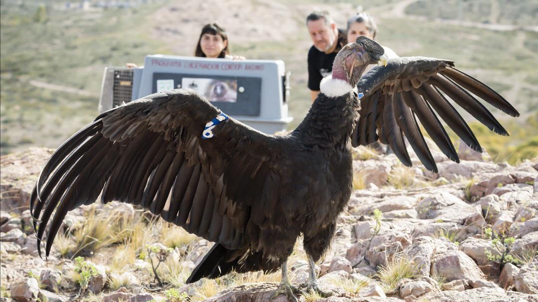 El gran vuelo de Kurruf: cómo fue la histórica liberación del cóndor andino que conmovió a Sierra Grande