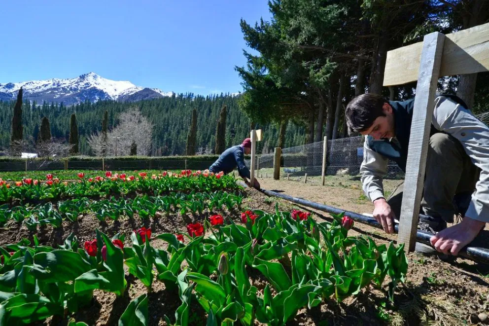 Huinganco se Prepara para una Nueva Temporada de Tulipanes: Ecoturismo y Producción Sostenible en el Norte Neuquino