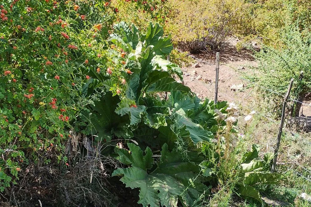 Cómo la Nalca del Norte Neuquino Conecta la Medicina Ancestral, la Cultura y la Conservación de los Bosques