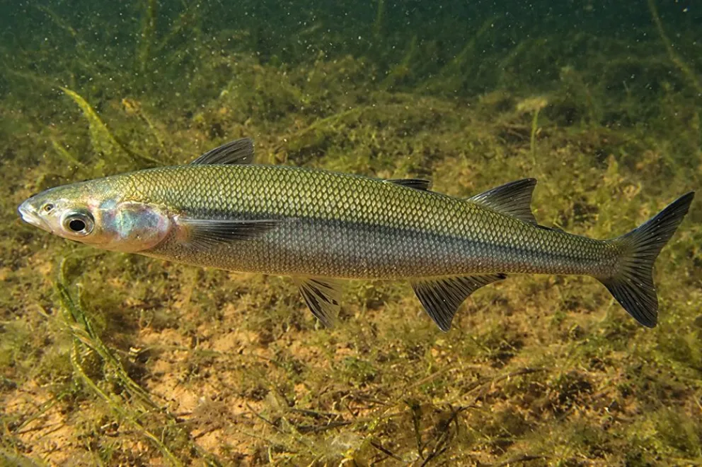 El tesoro escondido de la Patagonia: Por qué el pejerrey patagónico enciende las alarmas de los biólogos y apasiona a los pescadores en Neuquén