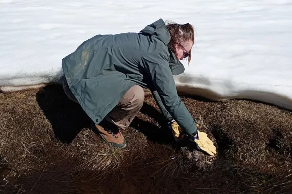 Rescate y Liberación de un Tucuquere en Caviahue: Éxito de los Guardaparques y Conservación de la Fauna Patagónica