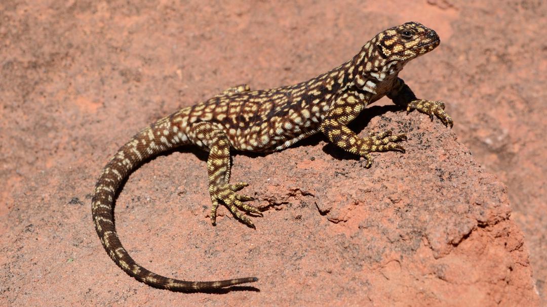 General Roca se convierte en el epicentro de la ciencia al albergar el impactante 26° Congreso Argentino de Herpetología