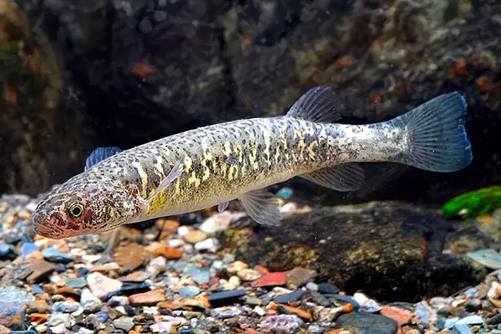 Puyen grande: las increíbles adaptaciones del pez nativo sin escamas que habita los lagos y ríos de Neuquén